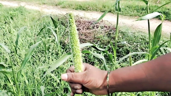 Sumitha Bhabi Affair Neighbour Husband Fuck Hardcore Session Showing Boobs Outdoor Lick My Pussy Showing Sex XXX Clear Audio